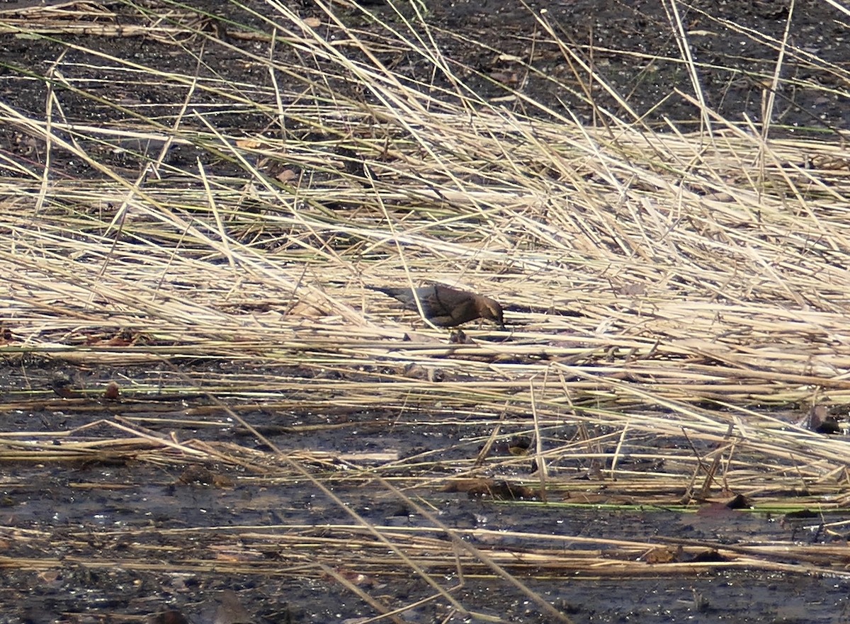 Rusty Blackbird - ML272721441