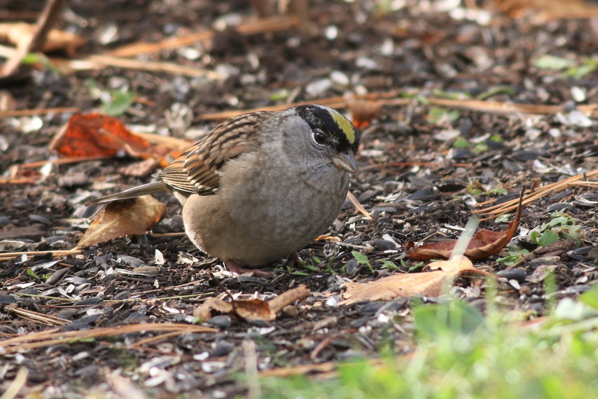 Golden-crowned Sparrow - Margaret Viens