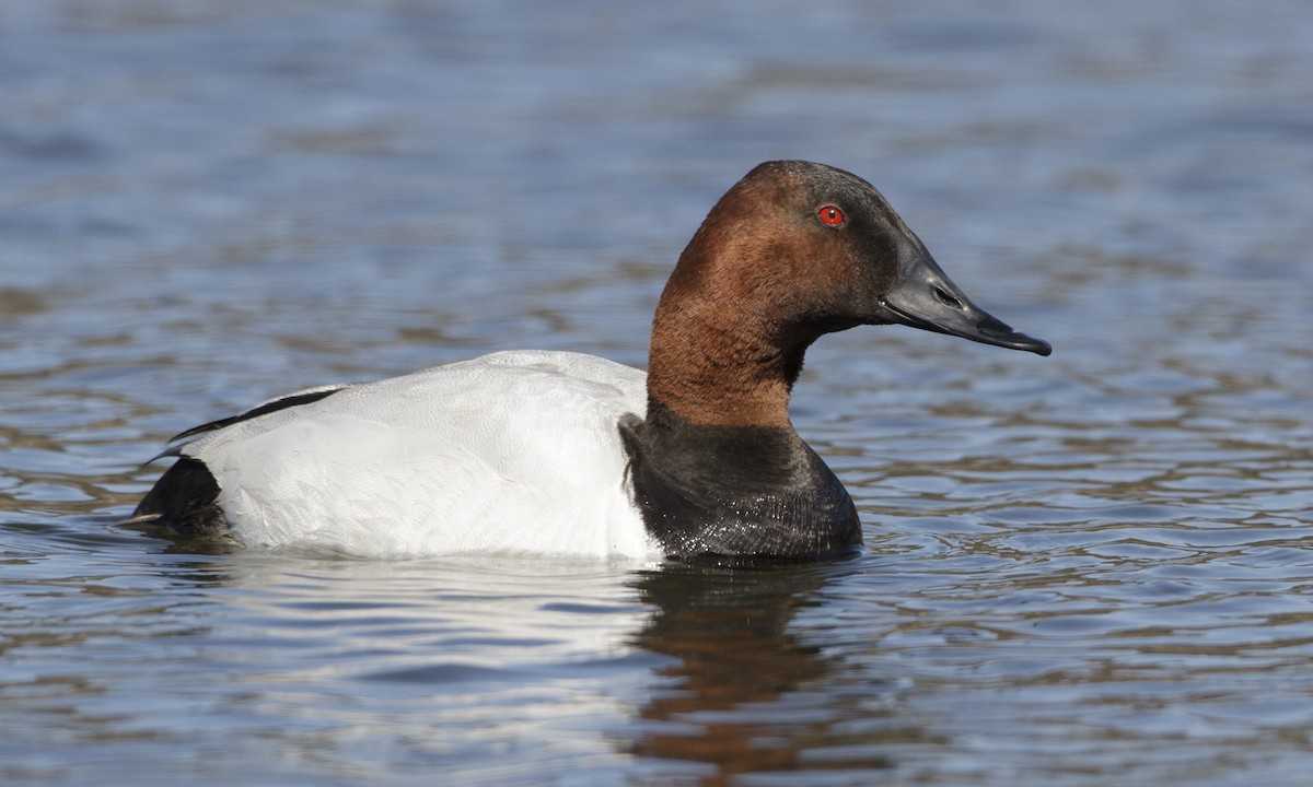 Canvasback - Brian Sullivan