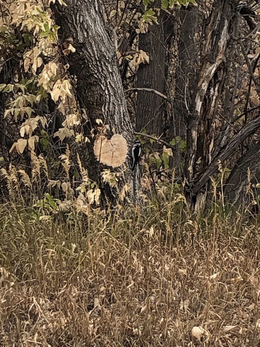 Hairy Woodpecker - ML272724901