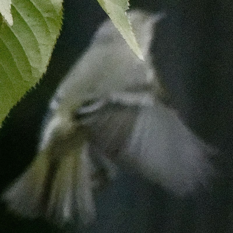 Ruby-crowned Kinglet - ML272725111