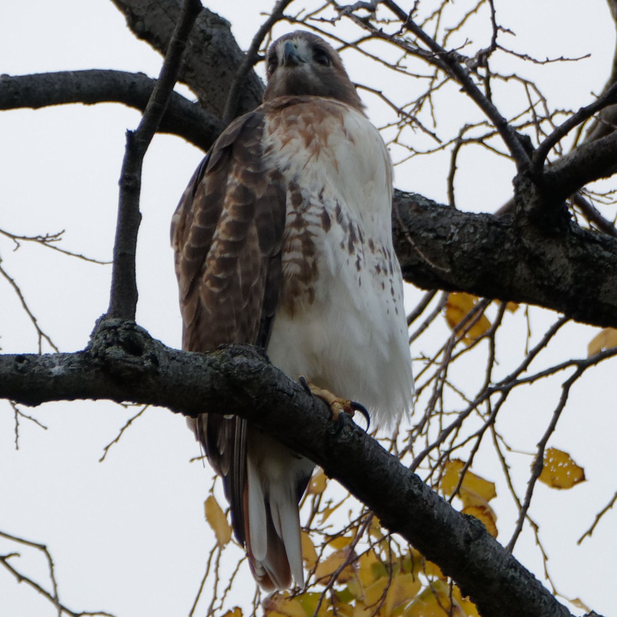 Red-tailed Hawk - ML272725231