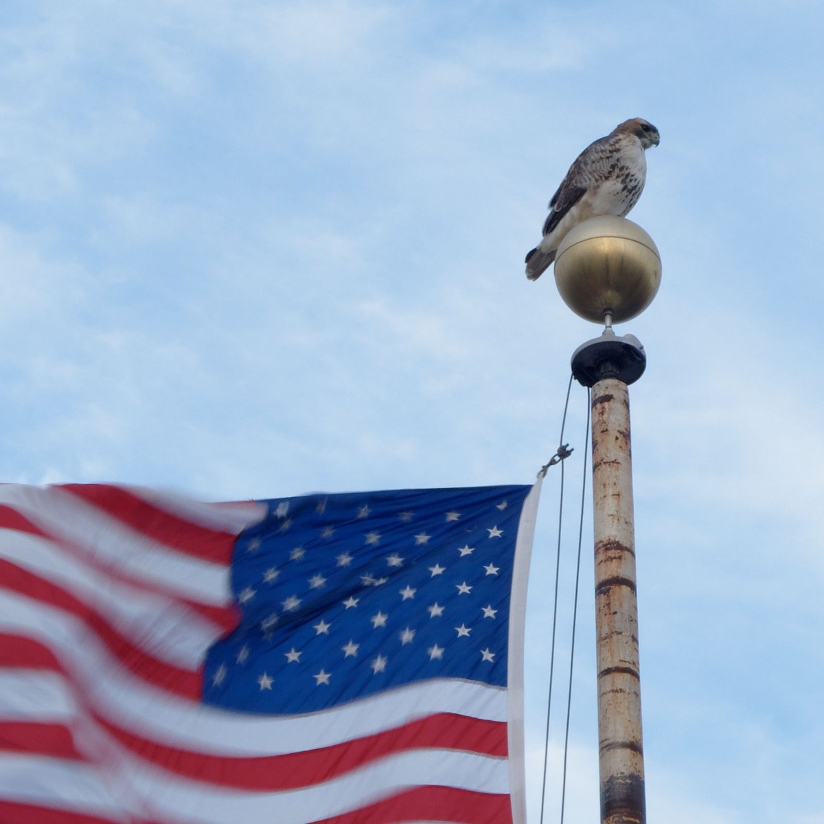 Red-tailed Hawk - ML272725271