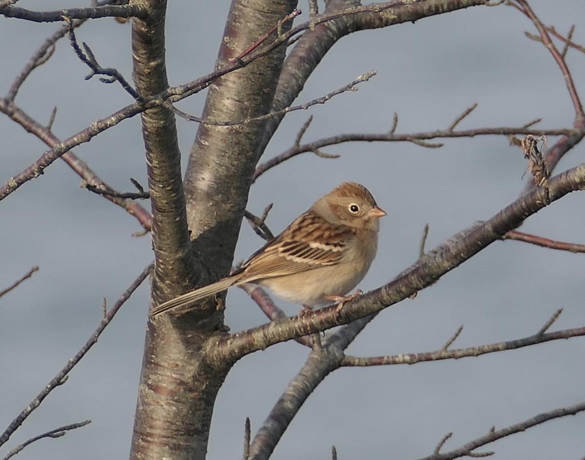 Field Sparrow - ML272725291