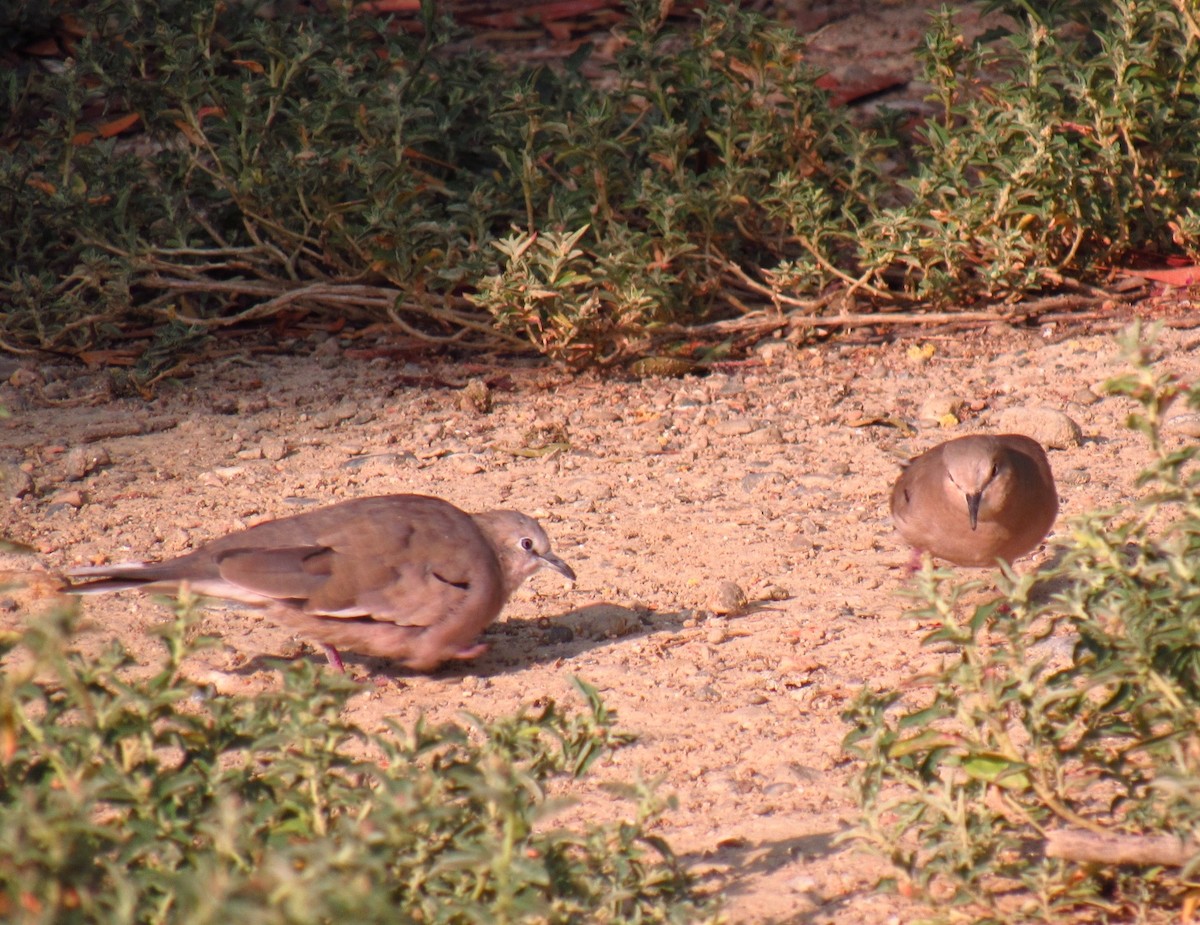 Picui Ground Dove - ML272726711