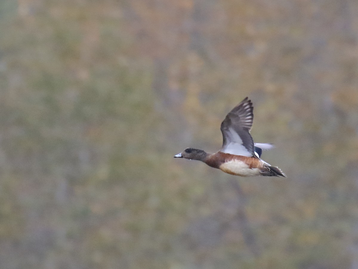 American Wigeon - ML272727651