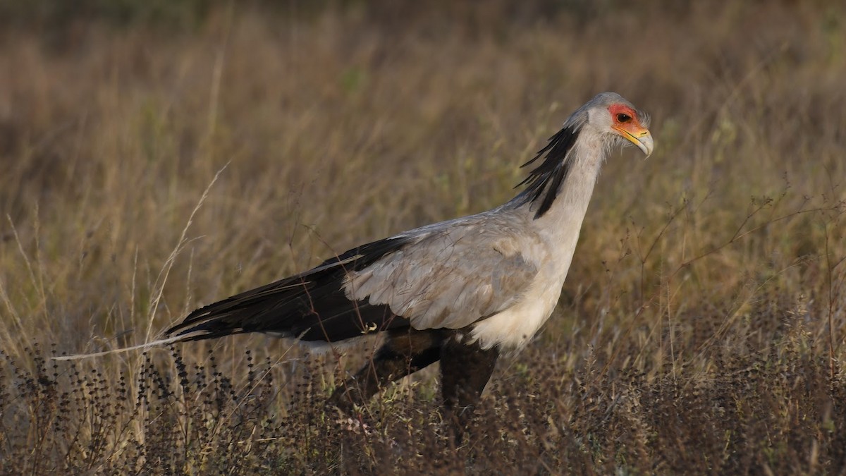 Secretarybird - ML272728061