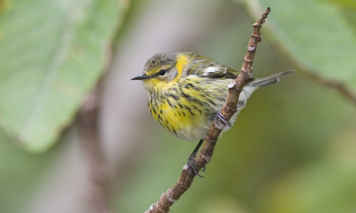 Cape May Warbler - ML27272861
