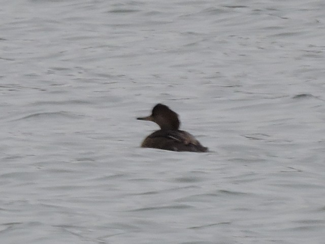 Hooded Merganser - Melody Walsh