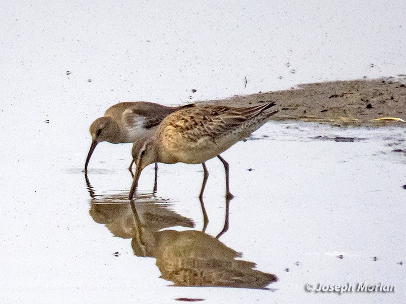 Long-billed Dowitcher - Joseph Morlan