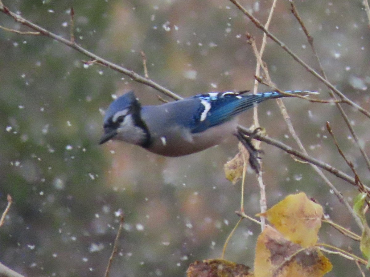 Blue Jay - ML272730191
