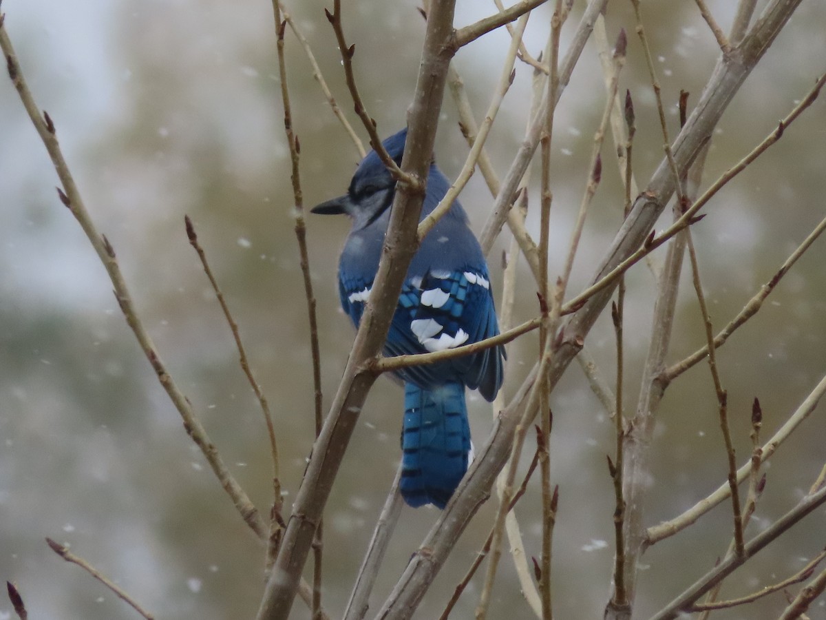 Blue Jay - ML272730241