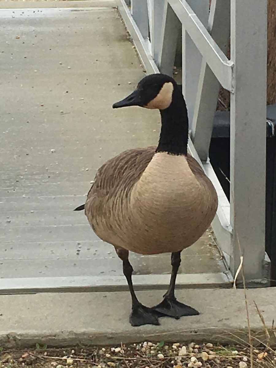 Canada Goose - ML27273171