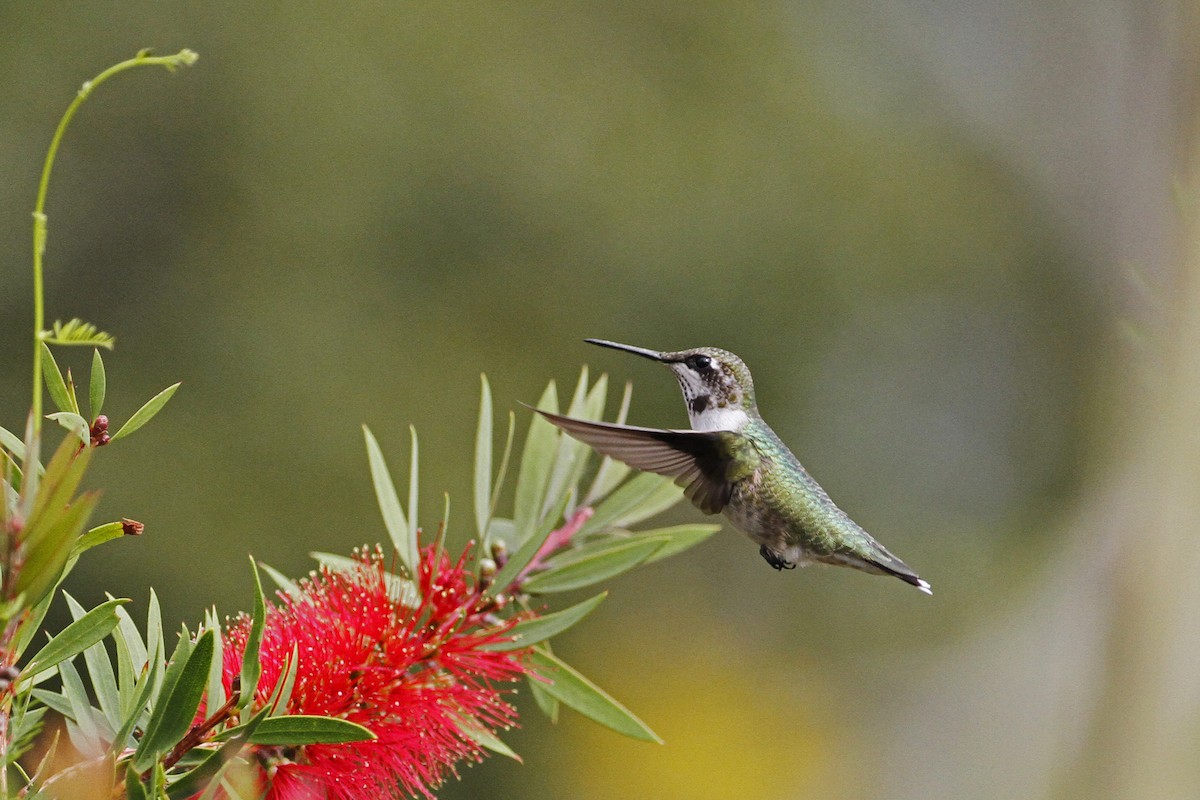 Ruby-throated Hummingbird - ML272735481