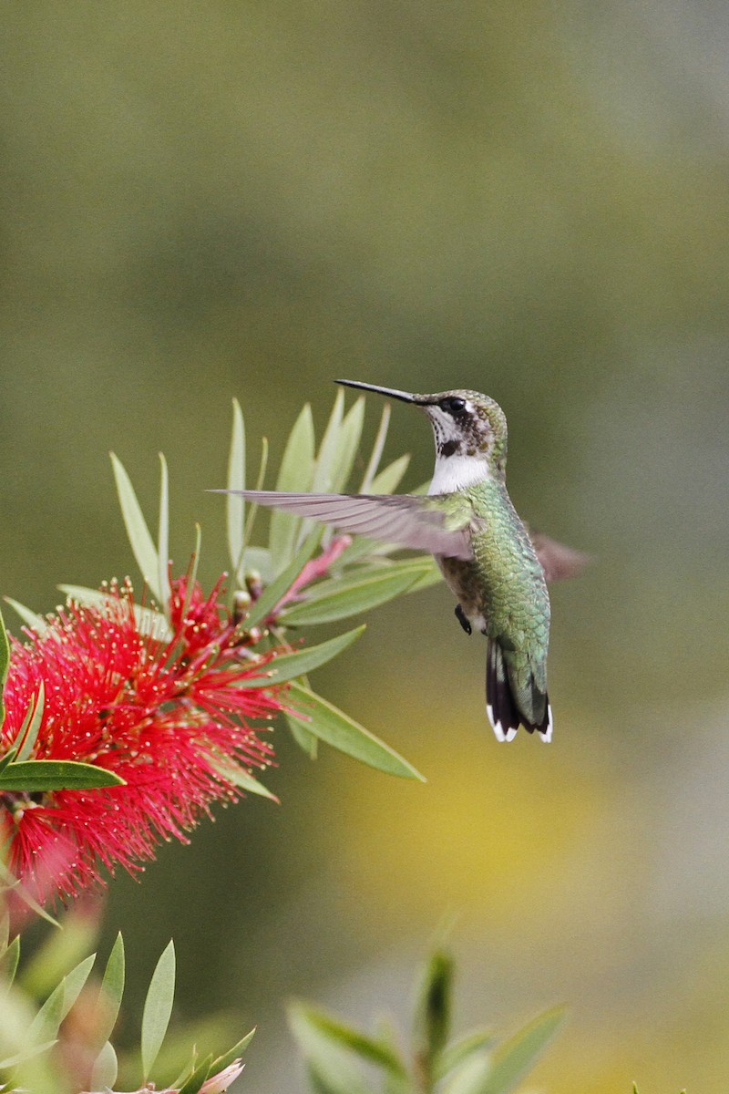 Ruby-throated Hummingbird - ML272735521