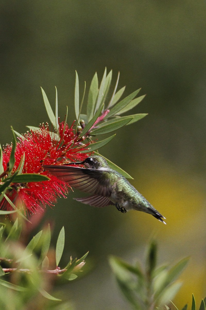 Ruby-throated Hummingbird - ML272735541