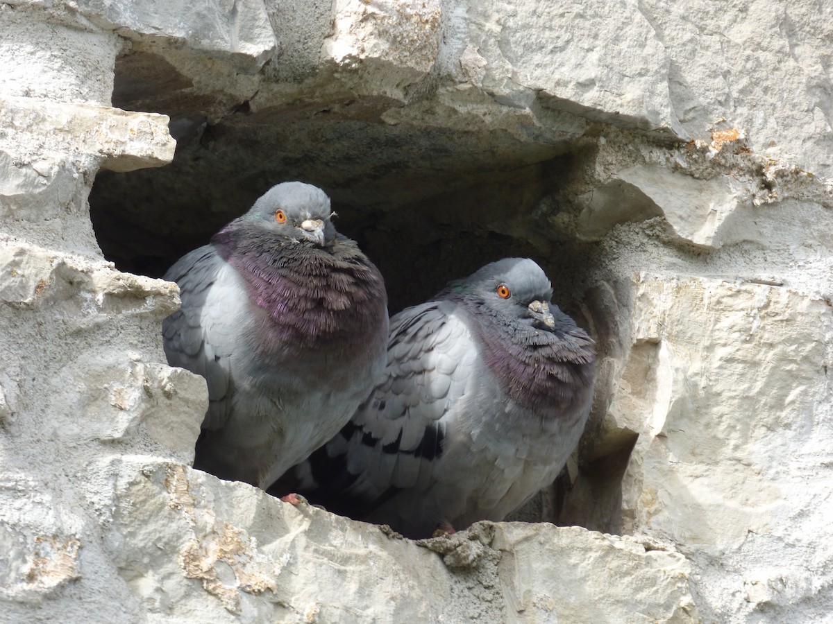 Rock Pigeon (Feral Pigeon) - ML272736921