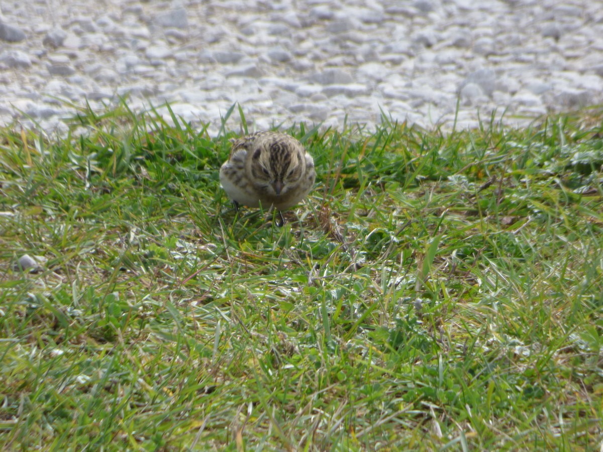 Lapland Longspur - ML272738241