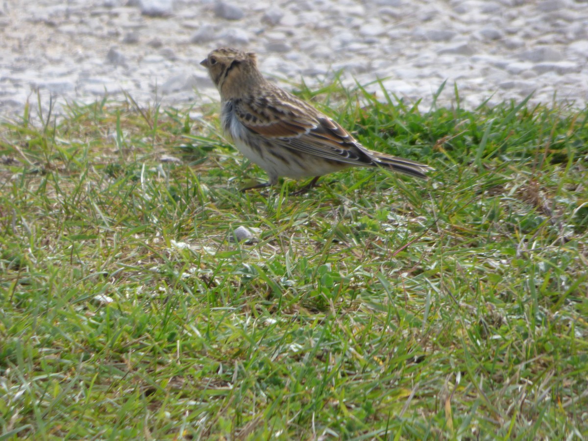 Lapland Longspur - ML272738531