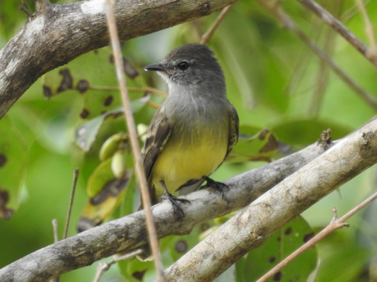 Northern Scrub-Flycatcher - Daniel Garrigues