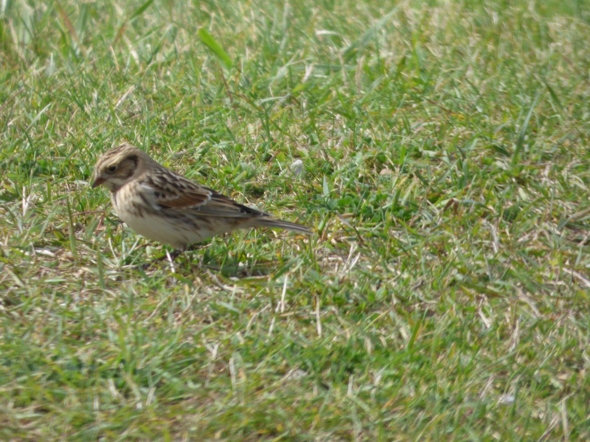 Lapland Longspur - ML272738921
