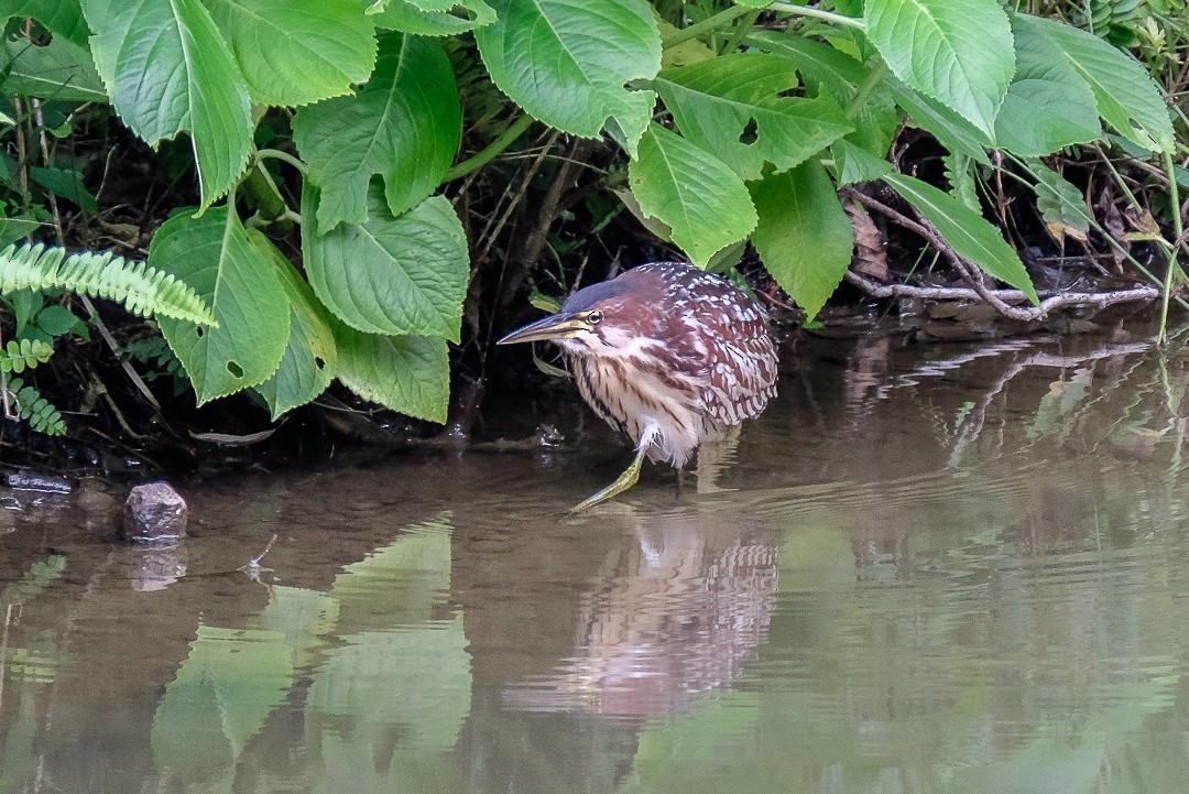 Schrenck's Bittern - ML272740611