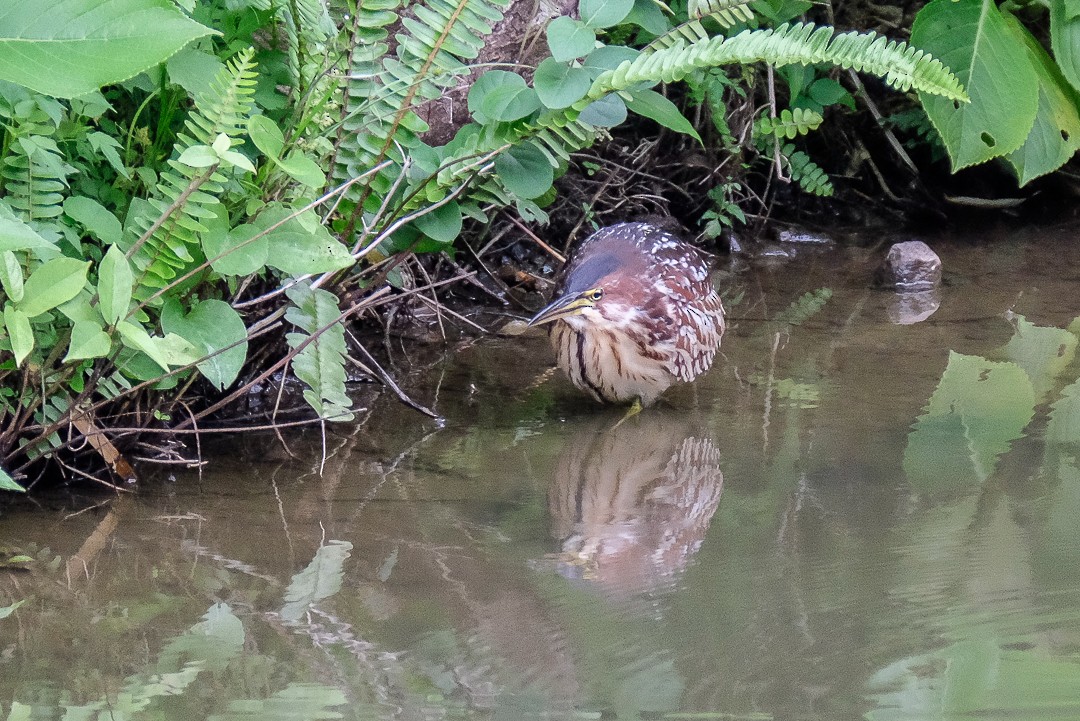 Schrenck's Bittern - ML272740621