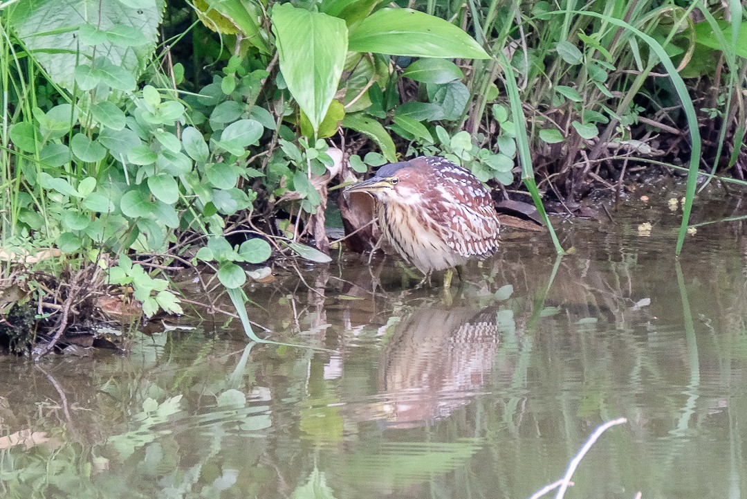 Schrenck's Bittern - ML272740641