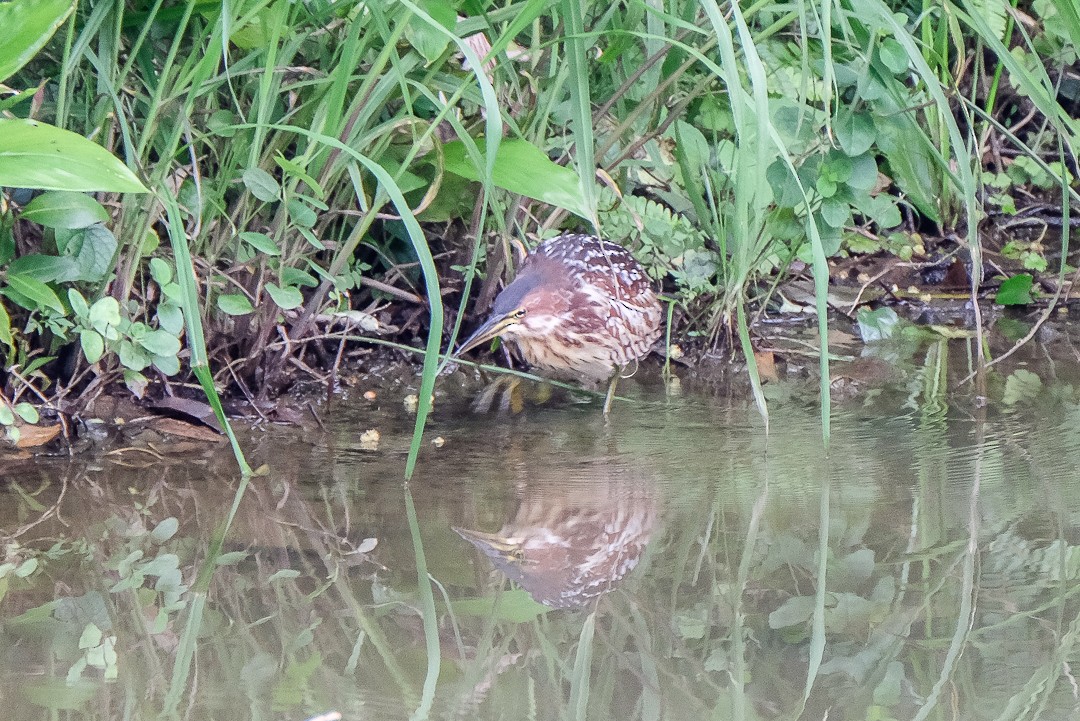 Schrenck's Bittern - ML272740691