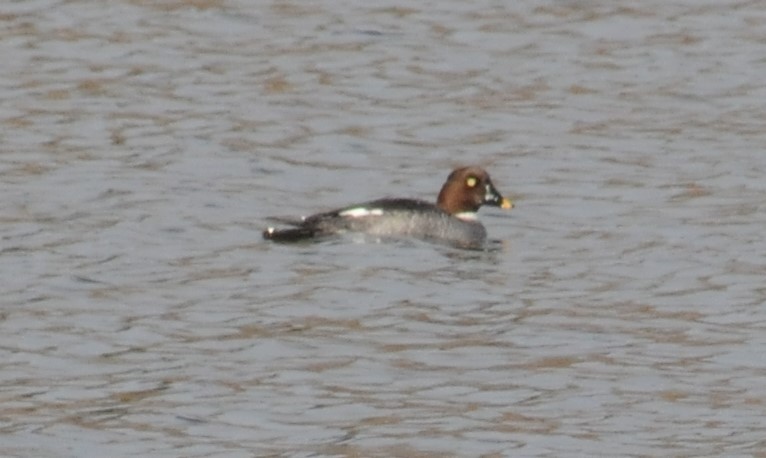 Common Goldeneye - ML272740751