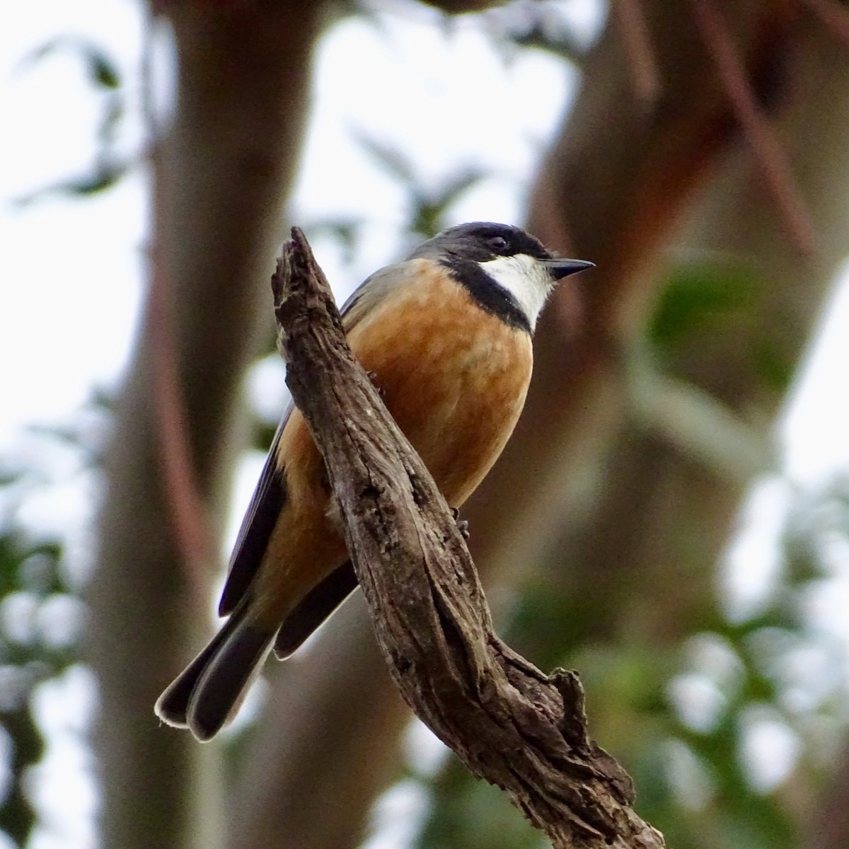 Rufous Whistler - Neil Shelley