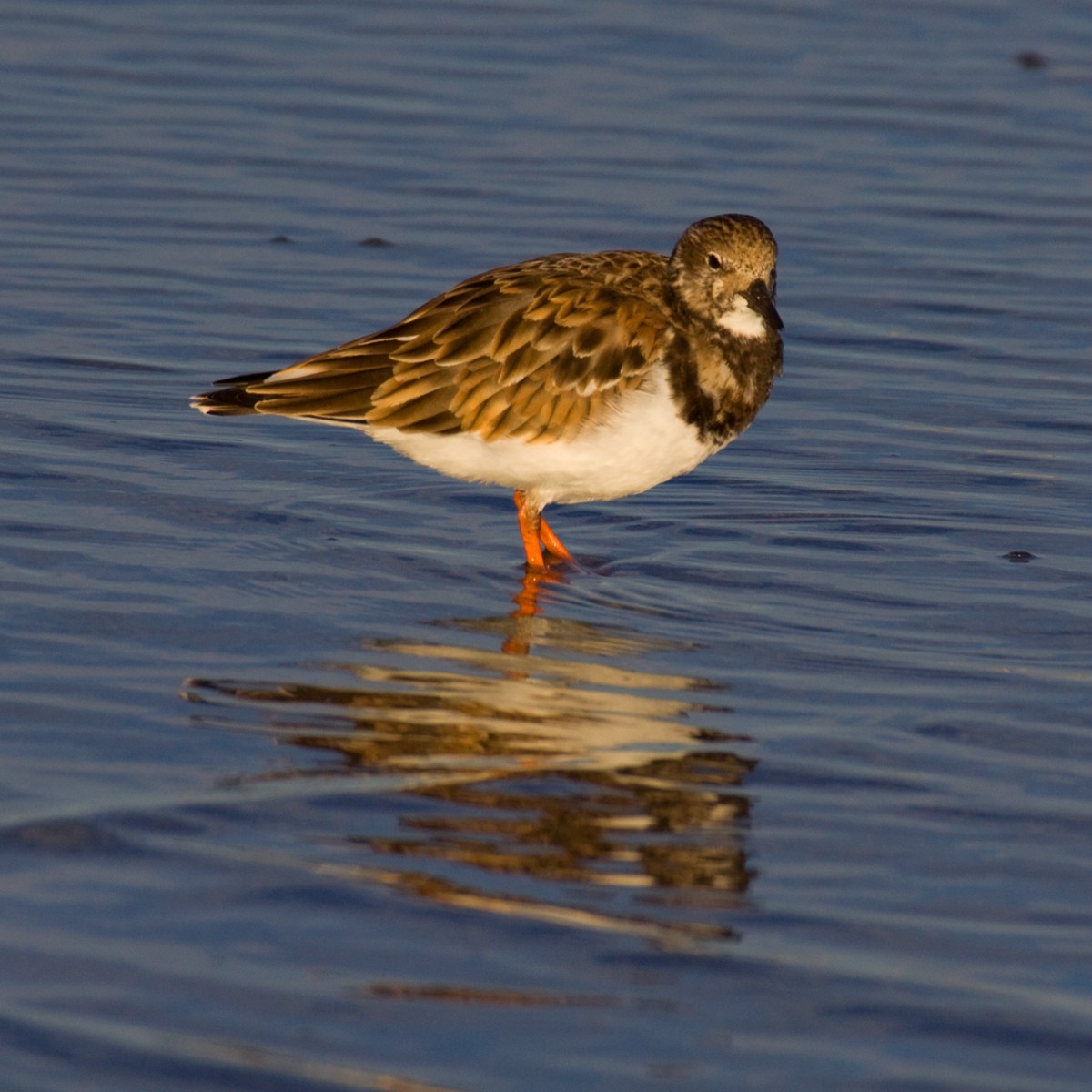 Ruddy Turnstone - ML272741431