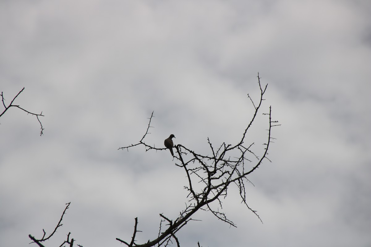 Barred Dove - ML272741891