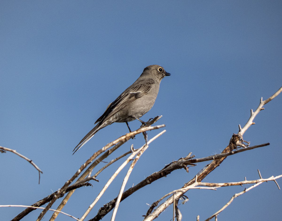 Townsend's Solitaire - Amy Fredrickson