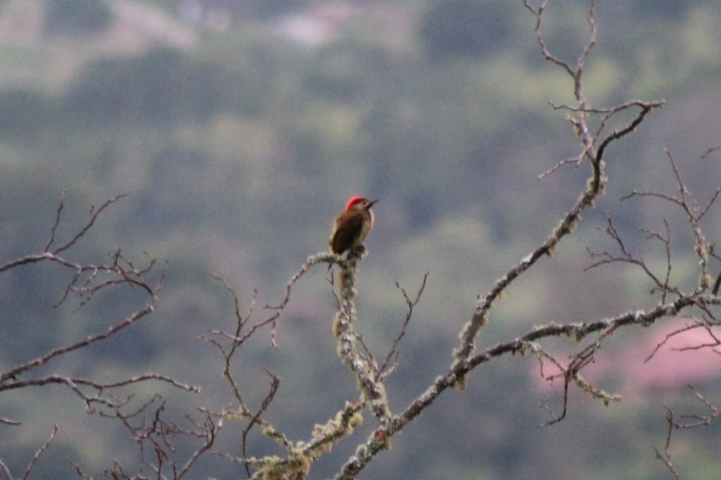 Golden-olive Woodpecker - Ana María  Gil Murillo