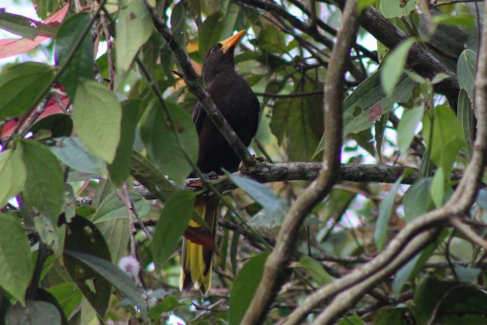 Crested Oropendola - Ana María  Gil Murillo