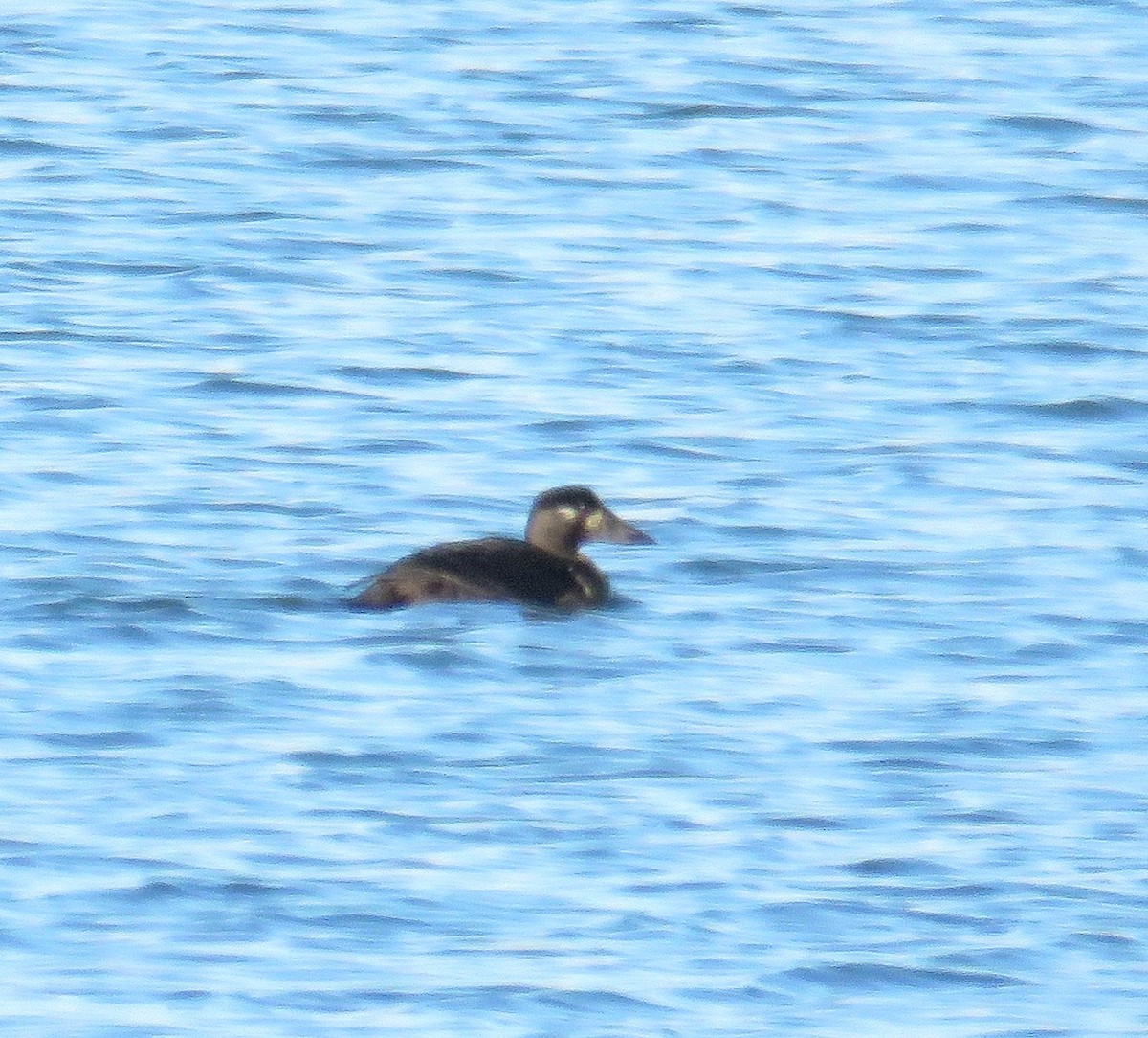 Surf Scoter - Scott Ray