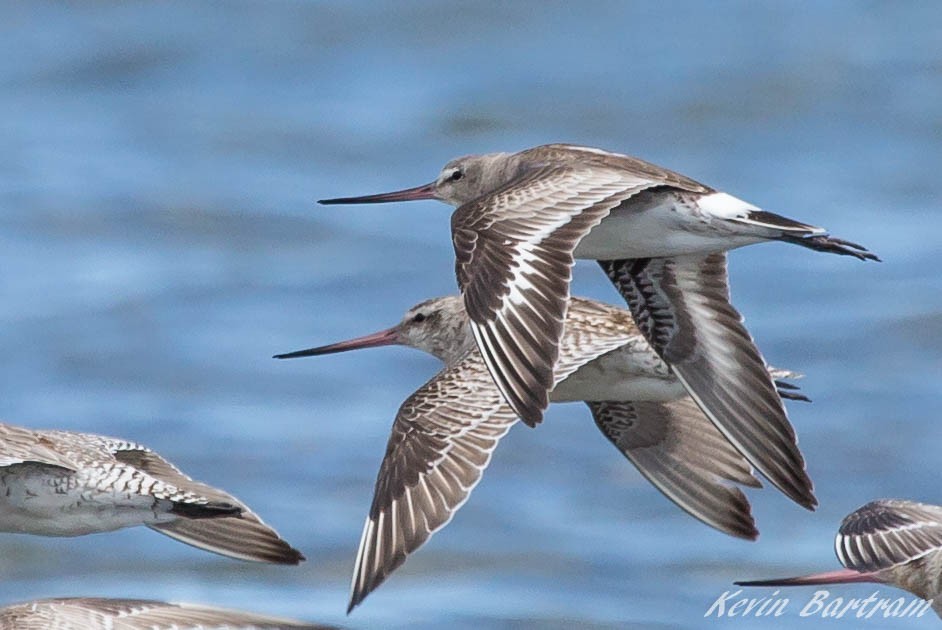 Hudsonian Godwit - ML272745451