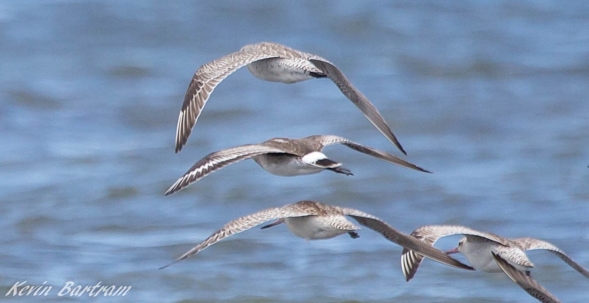 Hudsonian Godwit - ML272745461