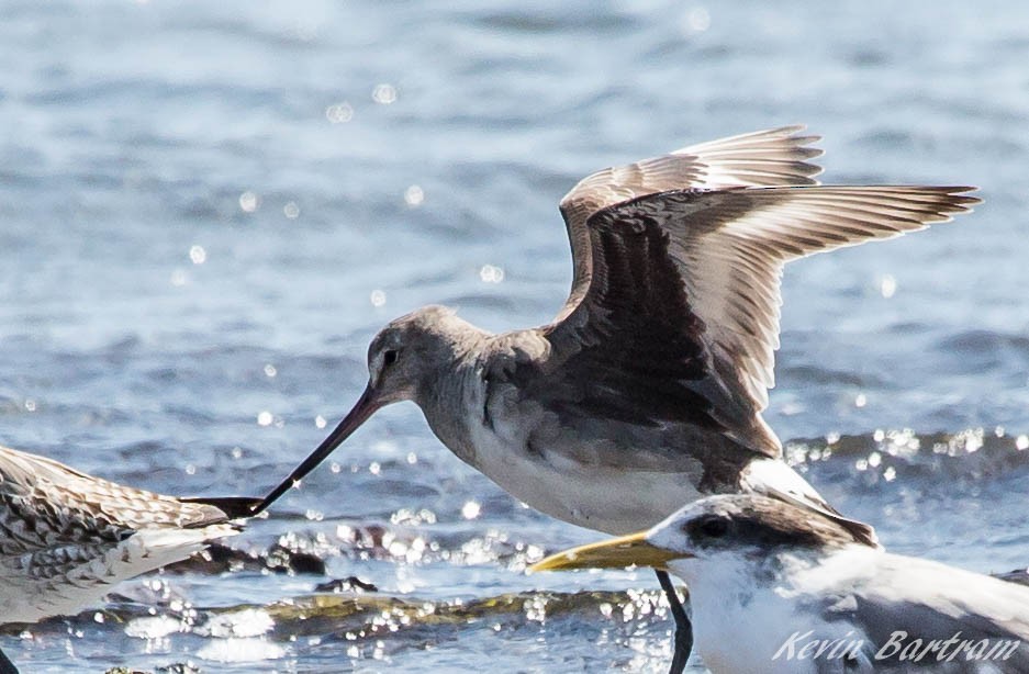 Hudsonian Godwit - ML272745471