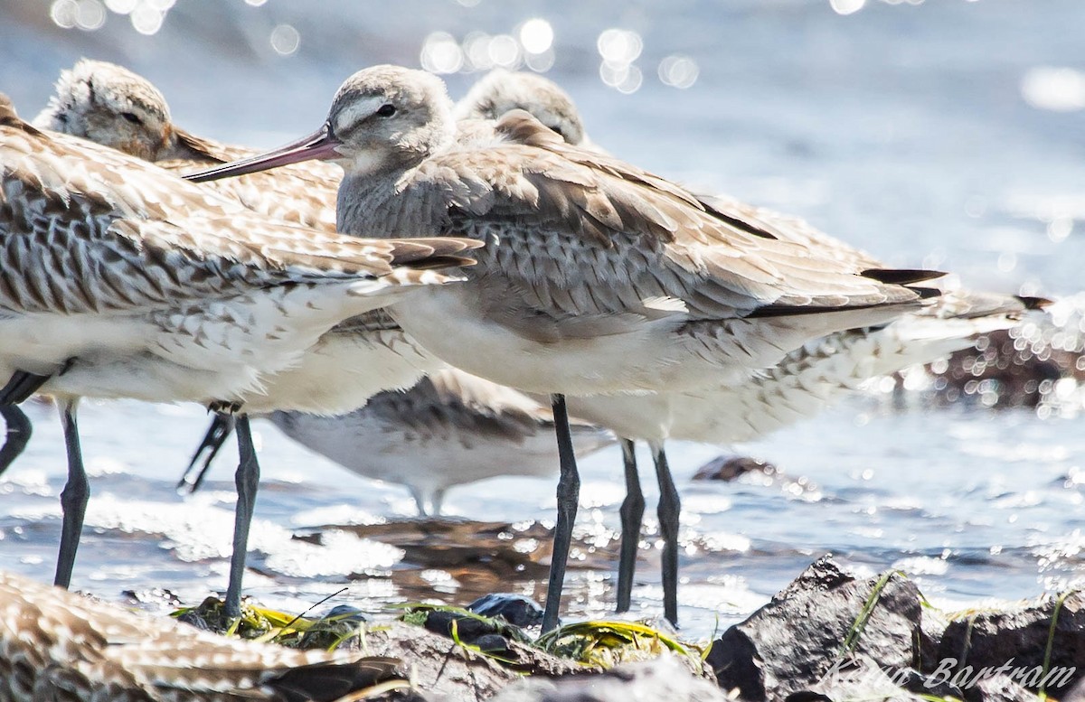 Hudsonian Godwit - ML272745481