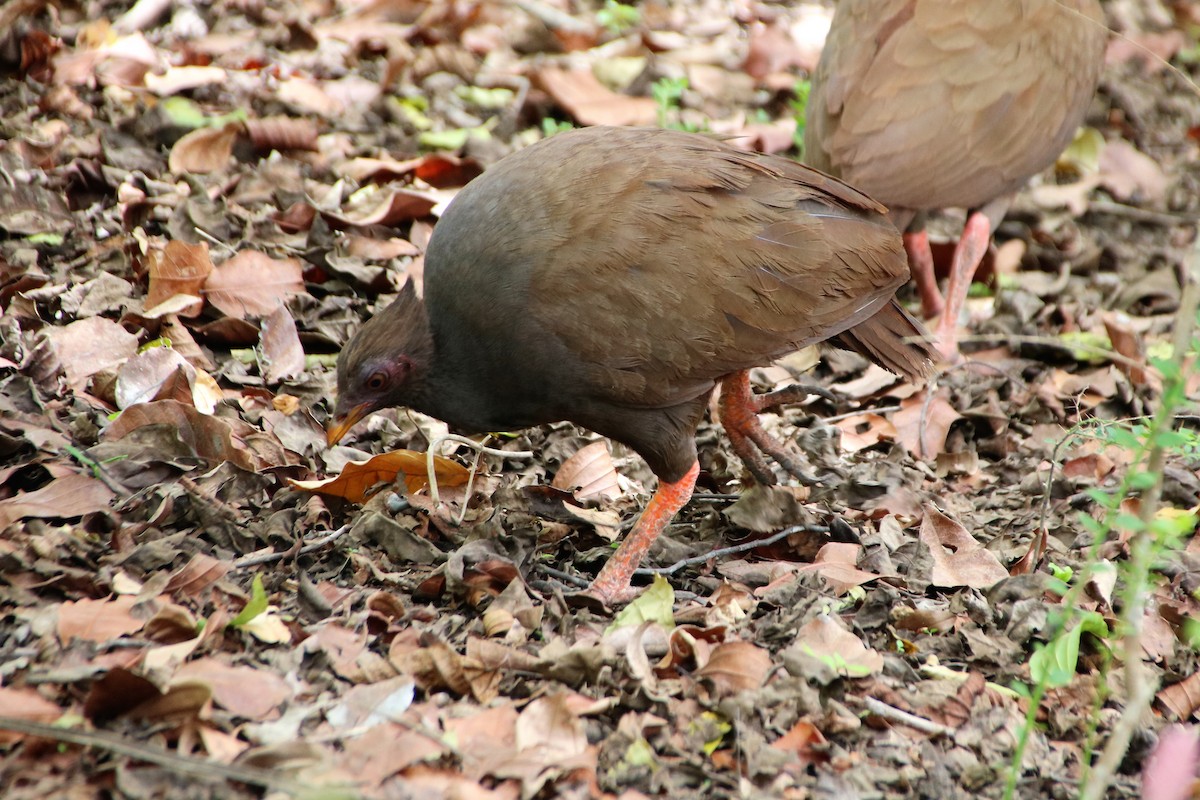 Rotbein-Großfußhuhn - ML272745551