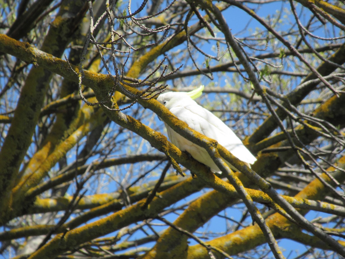 Sulphur-crested Cockatoo - ML272746391