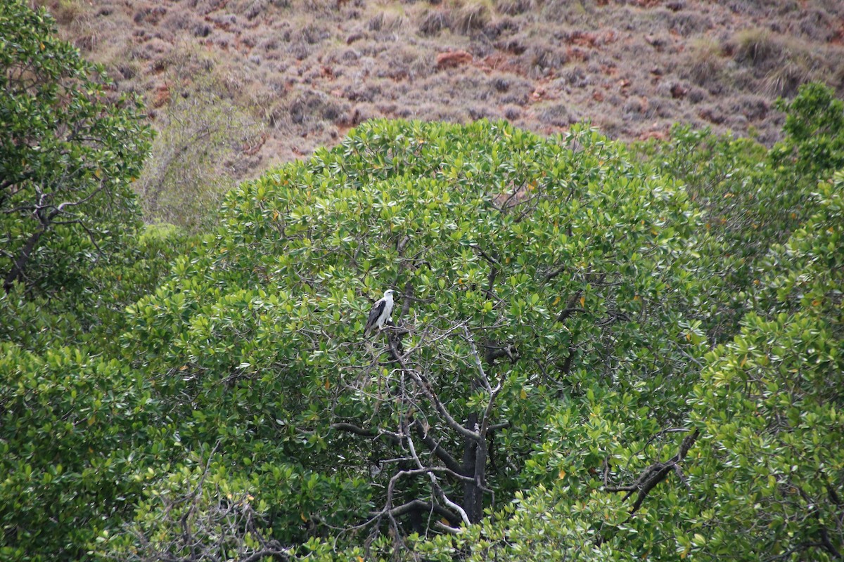 White-bellied Sea-Eagle - ML272746571