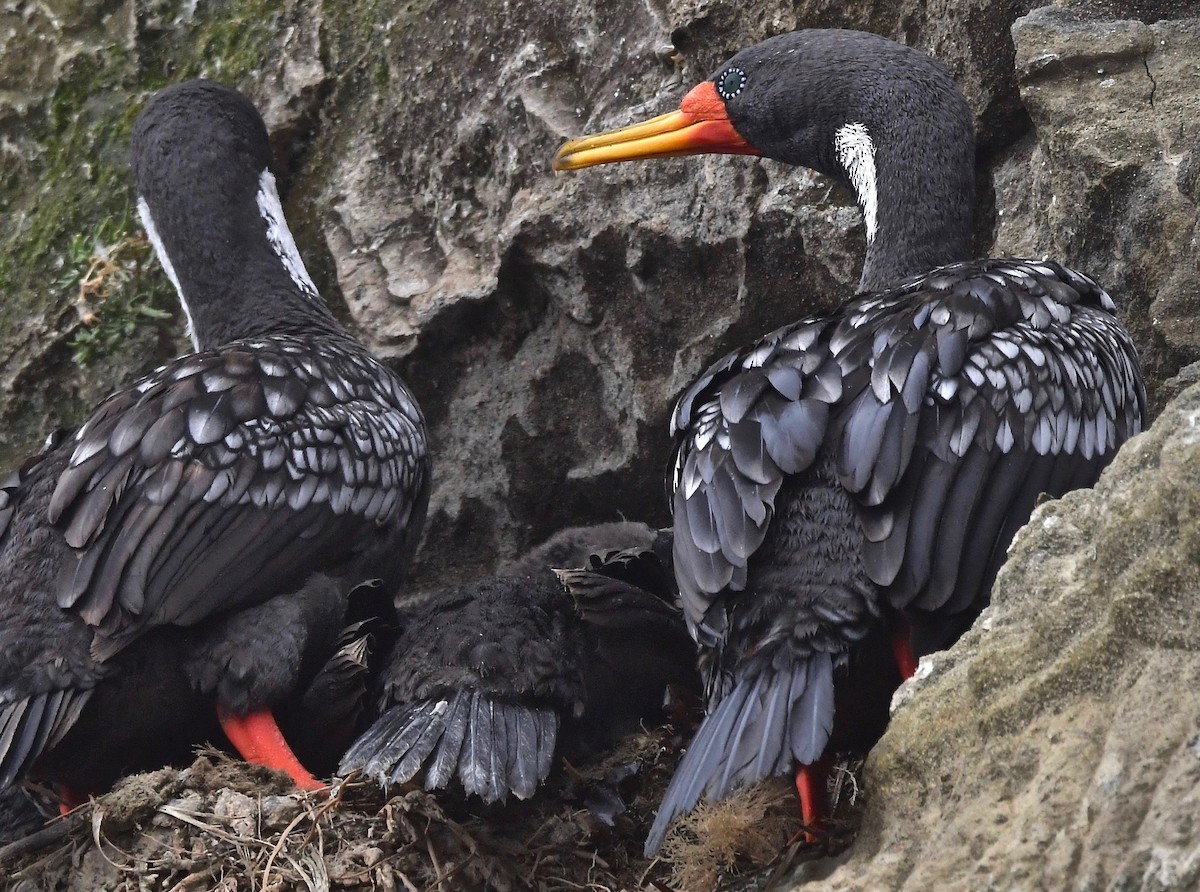 Red-legged Cormorant - ML272748211