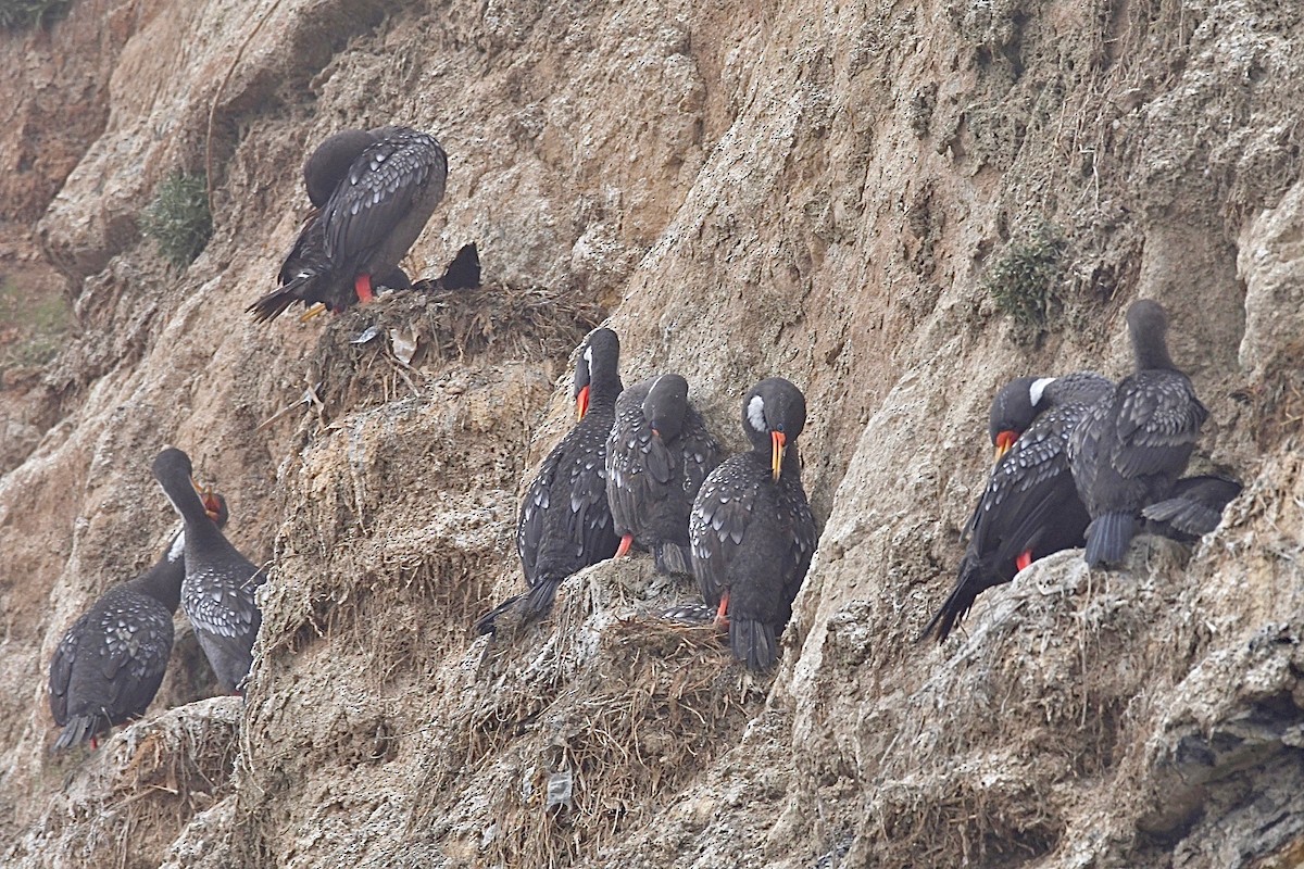 Red-legged Cormorant - ML272748281