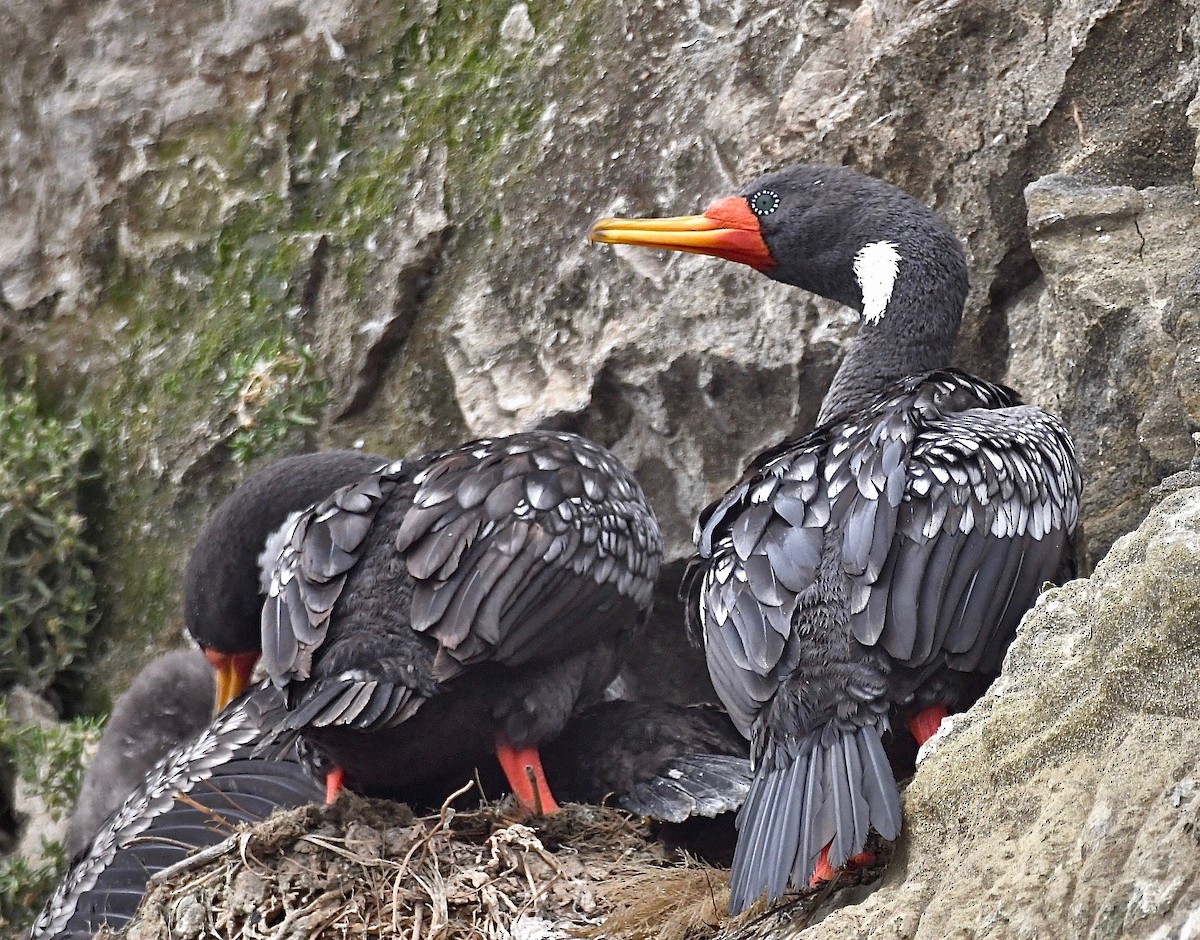 Red-legged Cormorant - ML272748351