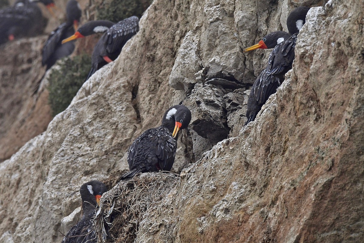 Red-legged Cormorant - Shirley Pulgar Hughes