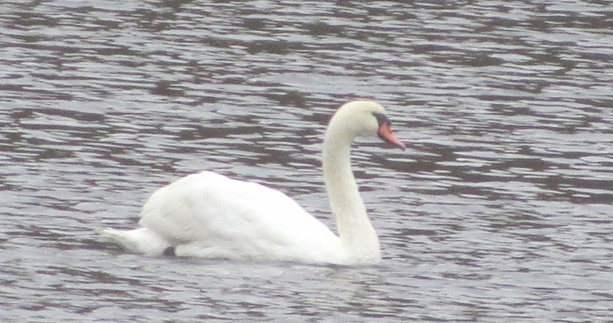 Mute Swan - Carole Gall