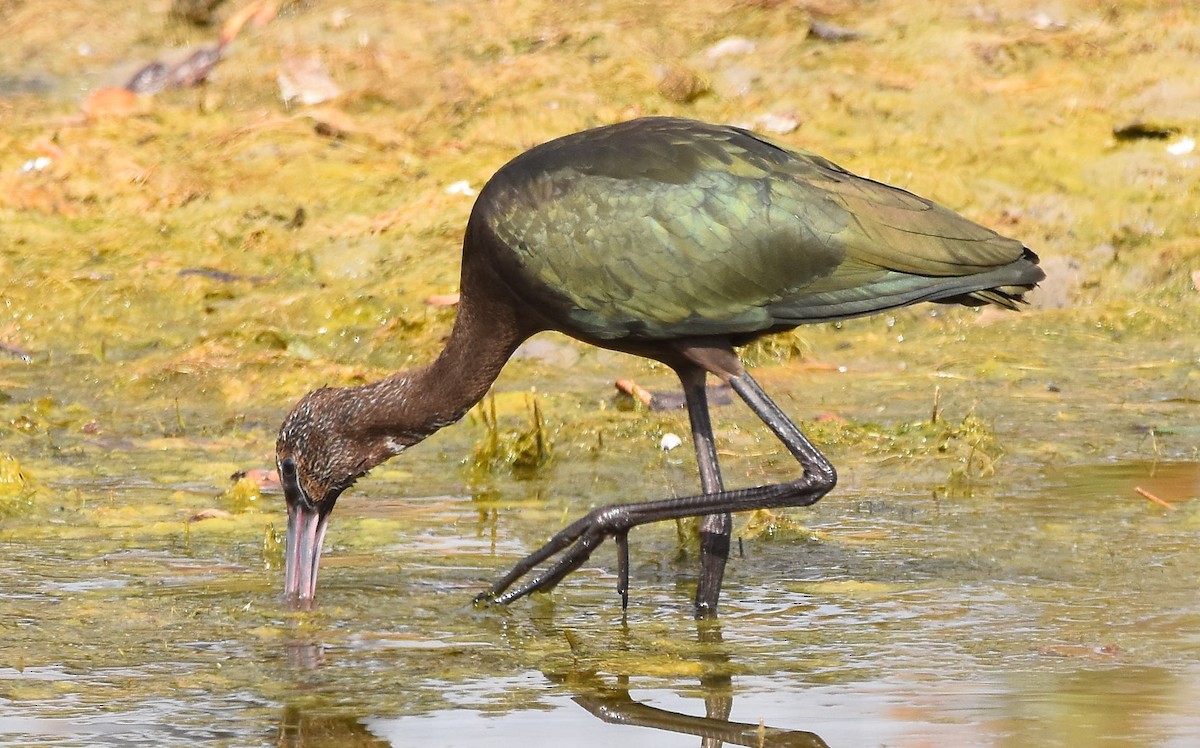 White-faced Ibis - ML272749201